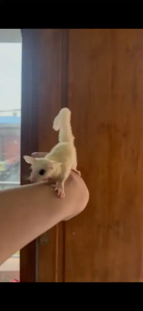 Dijual Sugar Glider Sehat & Terawat