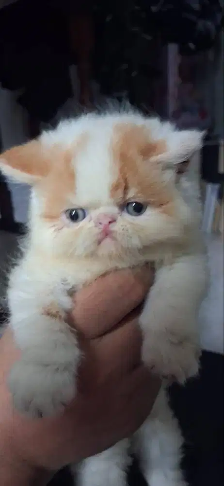KUCING PEAKNOSE EXOTIC SHORTHAIR