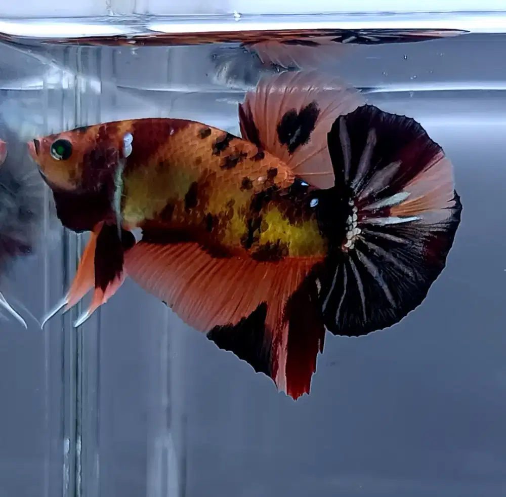 ikan cupang giant nemo mata hijau