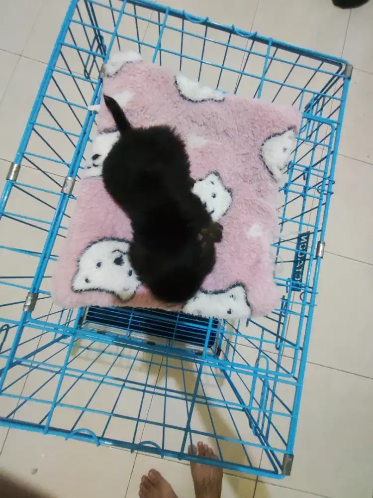 Murah meriah Tiny Poodle mix