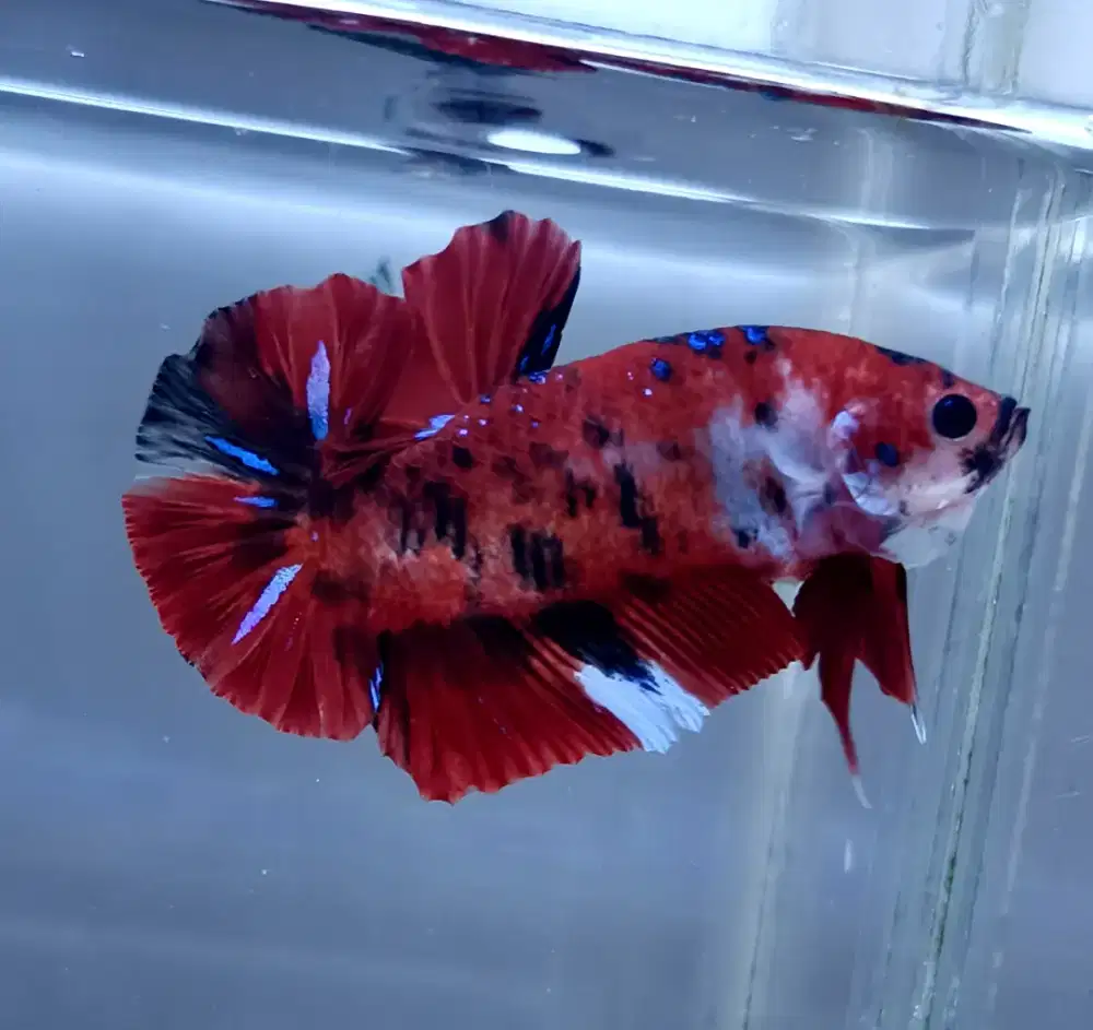 ikan cupang giant red koi