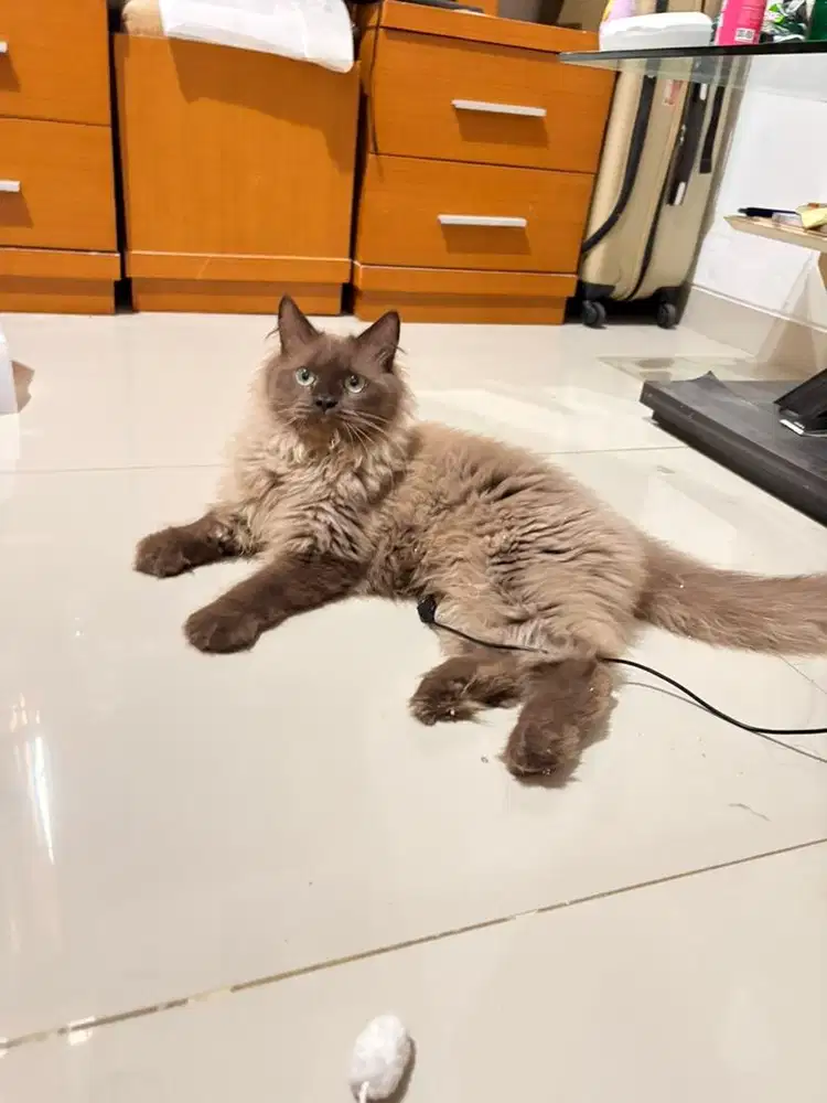 Kucing Himalaya Cinamon mix scottish straight