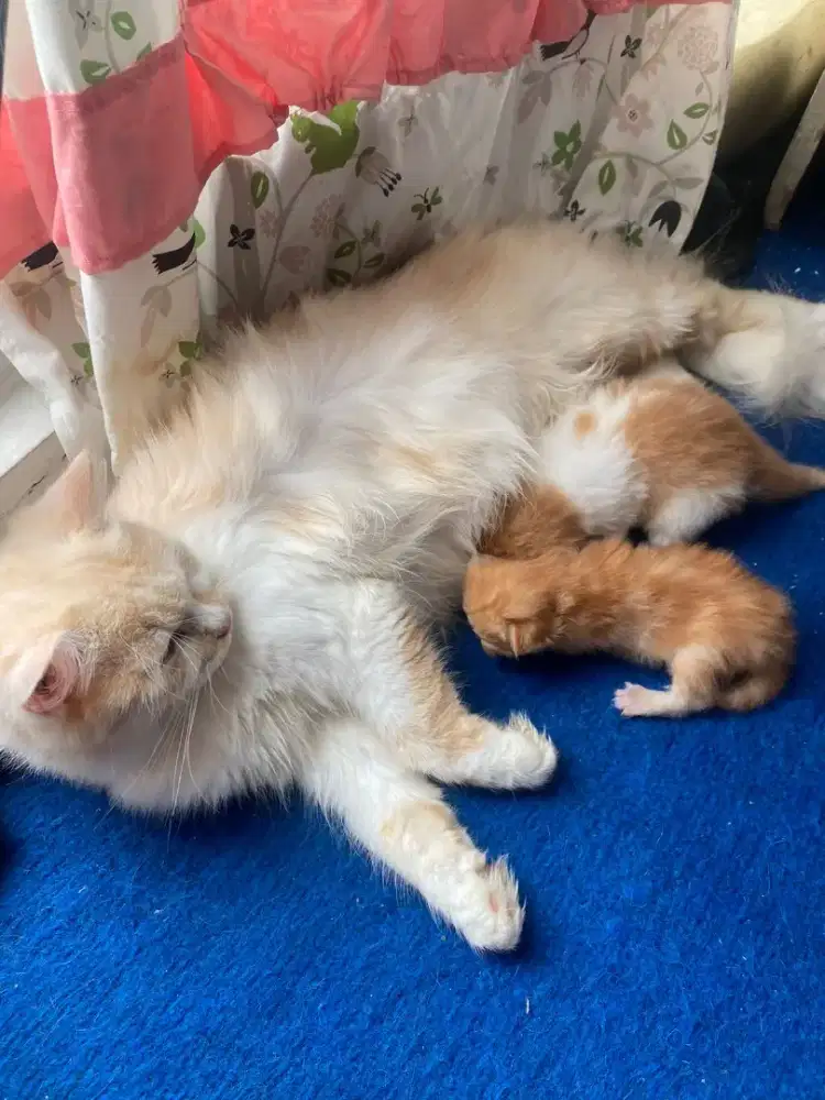 Kucing Persia kitten dan adult