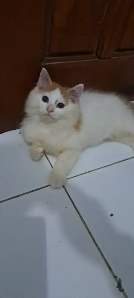 KITTEN PERSIA Jantan