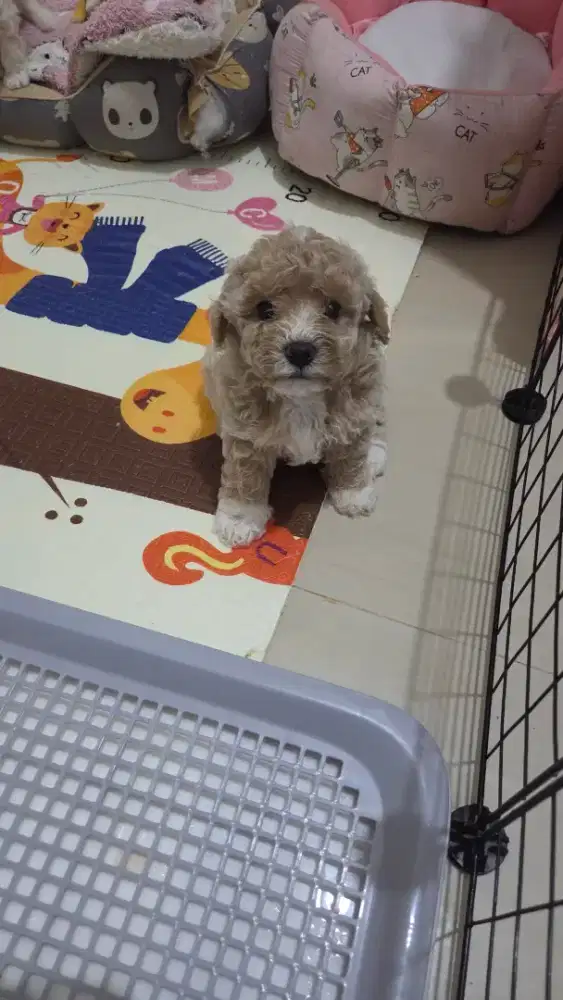 Poodle x bichon