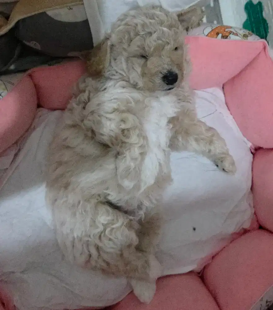 Poodle x bichon,  poochon