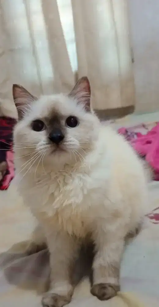 Lepas adopsi himalaya sealpoint