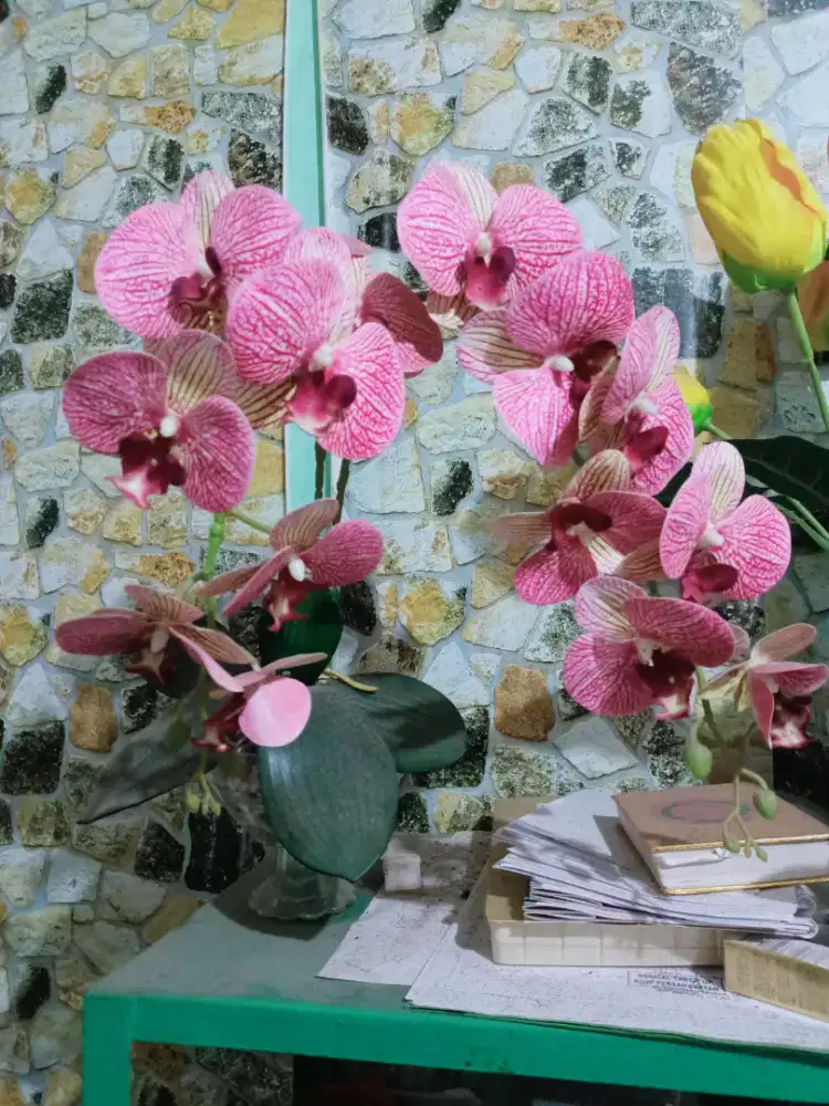 bunga anggrek bulan  plastik hiasan