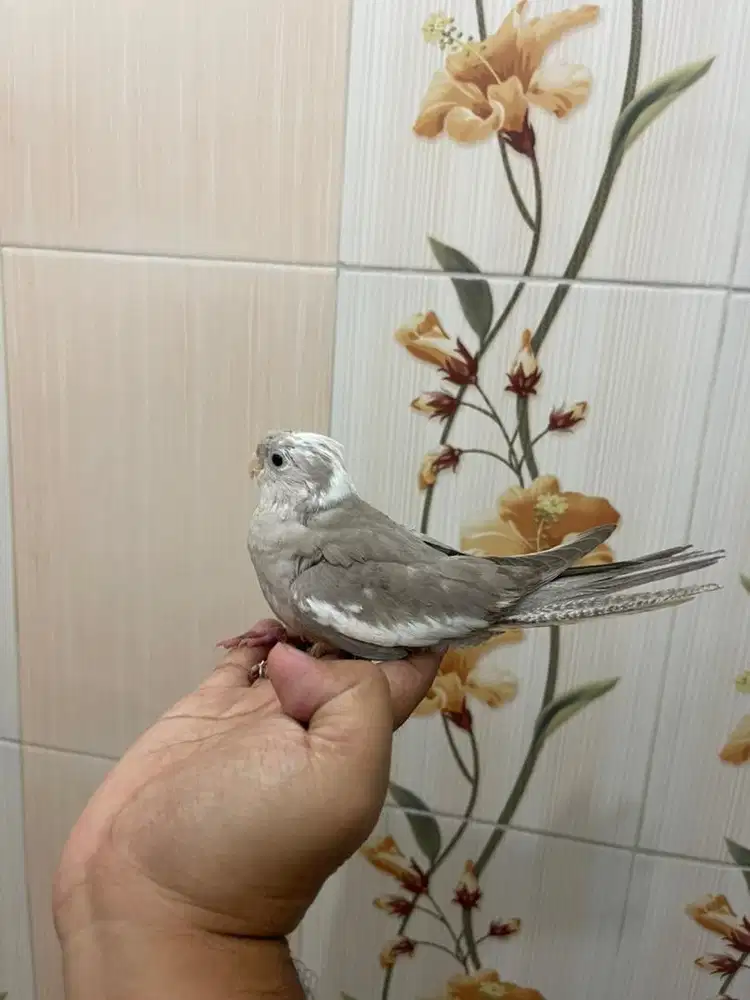 Falk cockatiel parkit australia white face