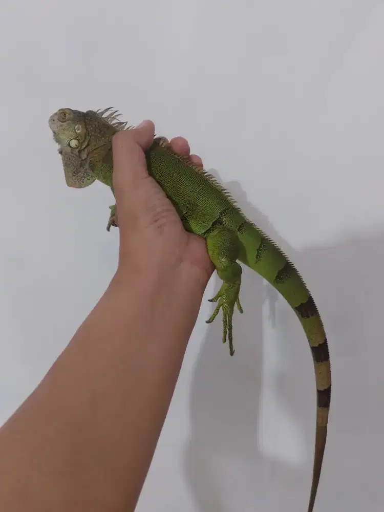 Iguana green colum