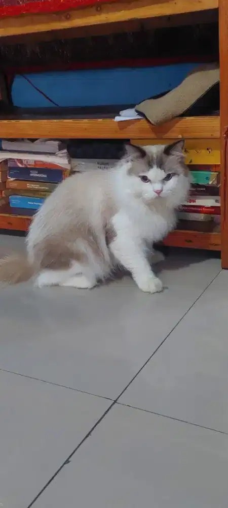 Pacak Ragdoll Ganteng banget