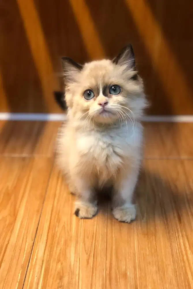 Kucing ragdoll simetris bicolor