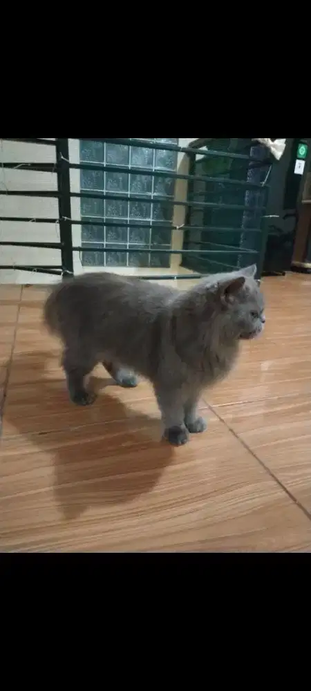 Lepas adopt Persia peaknose