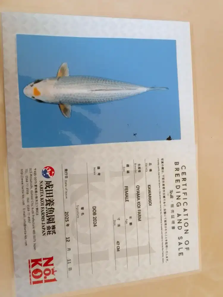 Ikan koi jenis OGON 47cm antik bagus