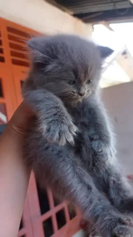 ready persia gembul 3 ekor 2 jantan 1 betina