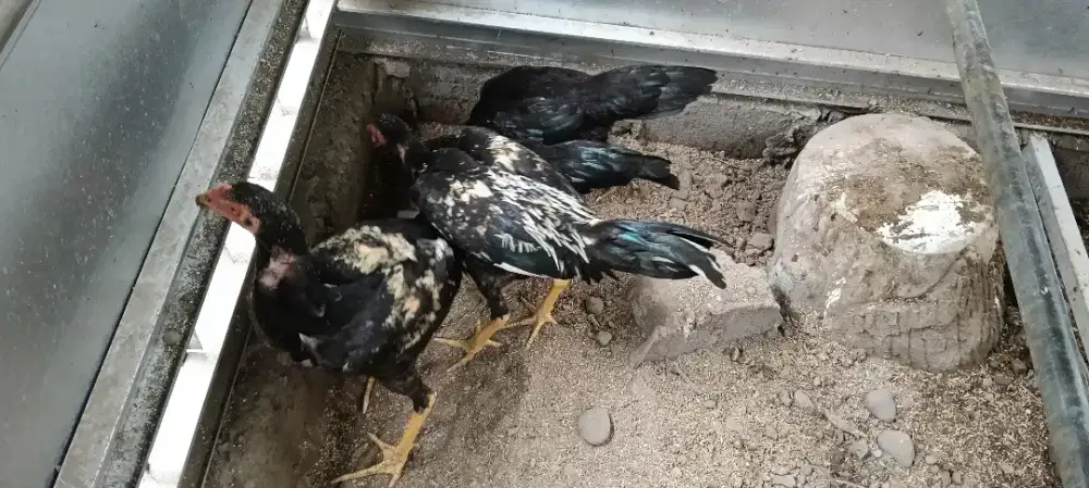 Ayam Bangkok Birma (Birkok)