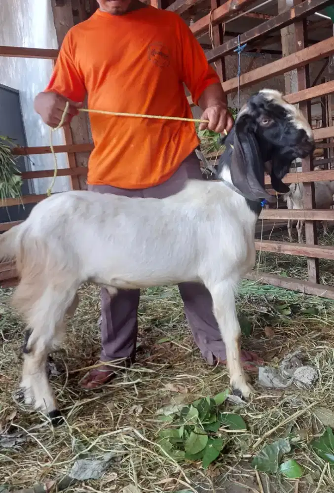 Kambing & Domba Hidup dan Potong Cacah Untuk Aqiqah, Qurban, Pelihara