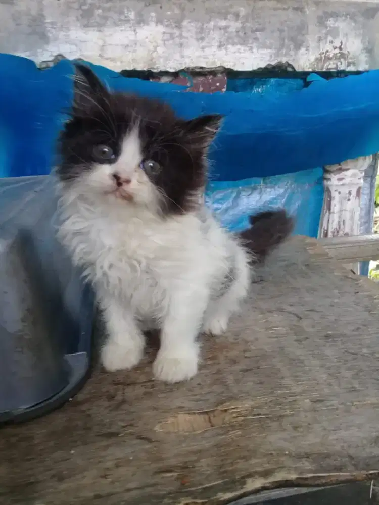 Oper Adop anakan persia jantan