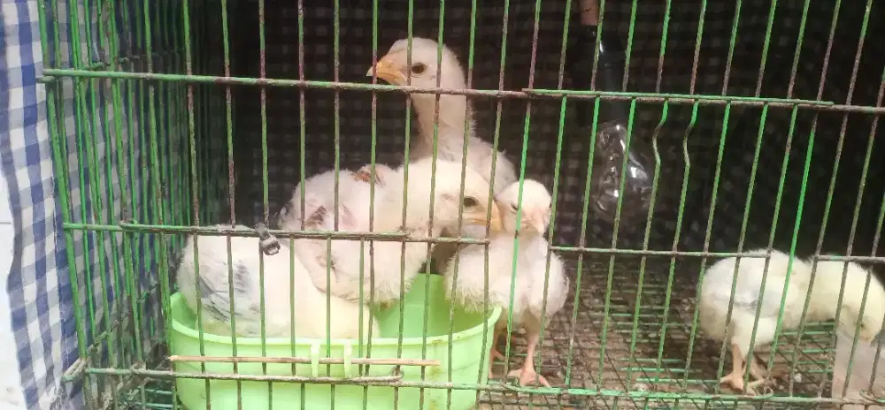 Ayam shamo anakan line nuber X