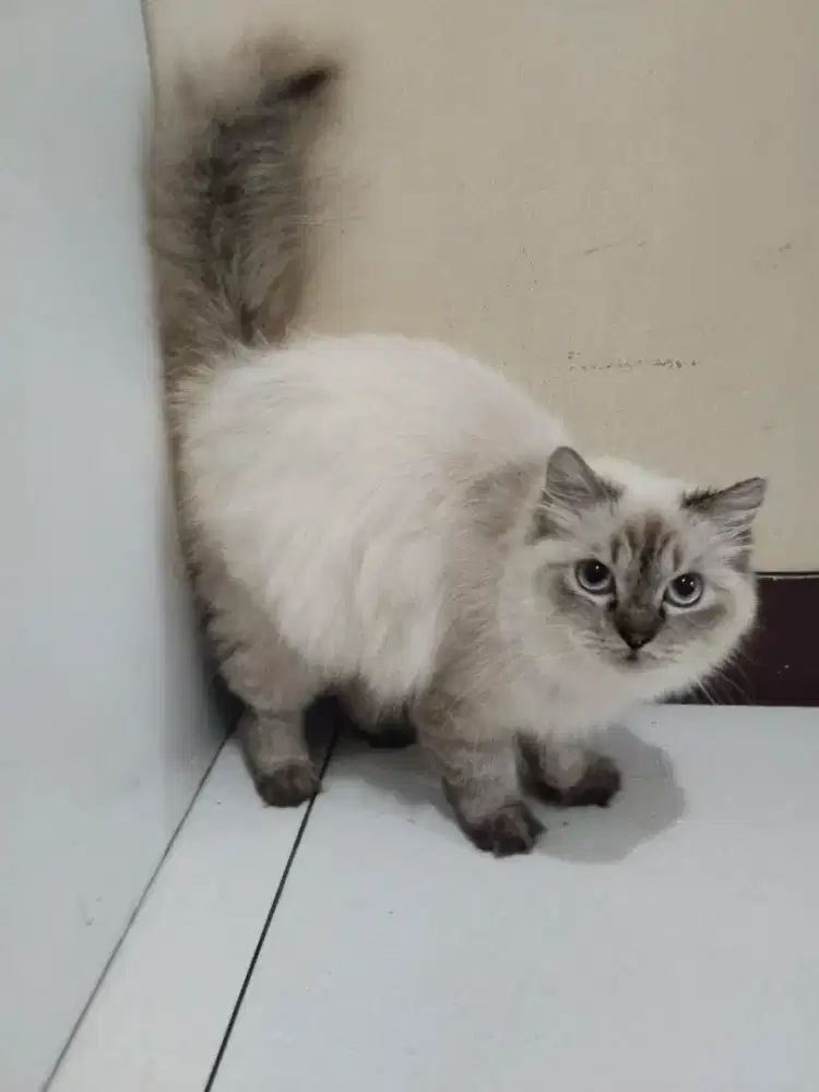 Kucing Himalaya