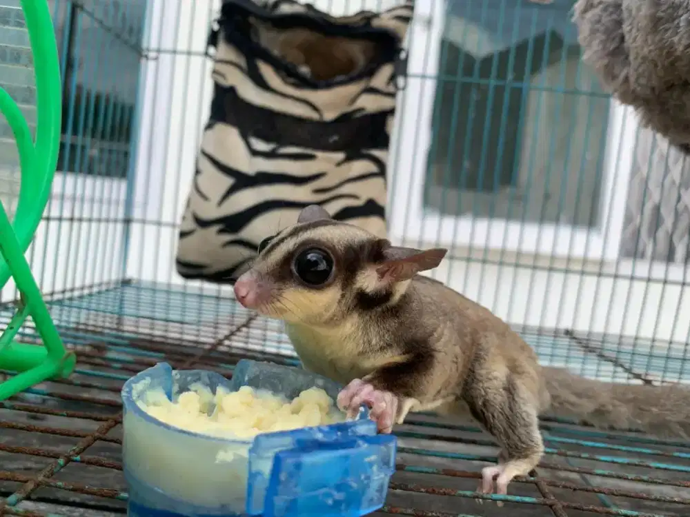 Dijual Sugan Glider (4 ekor)