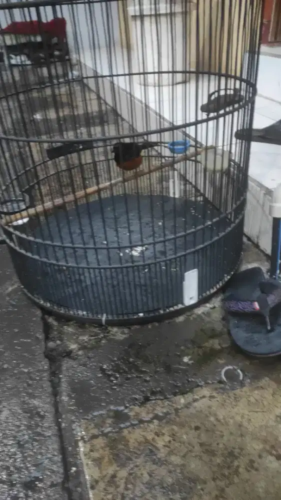 Murai batu gacor dor prestasi