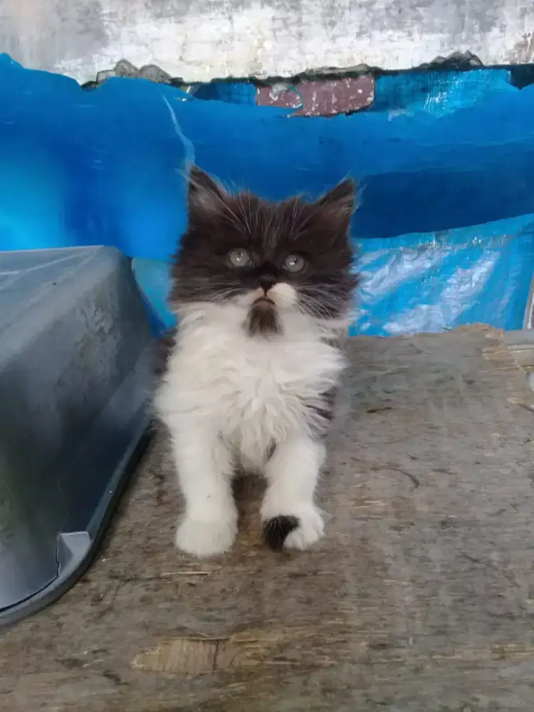 Oper Adop anakan persia betina