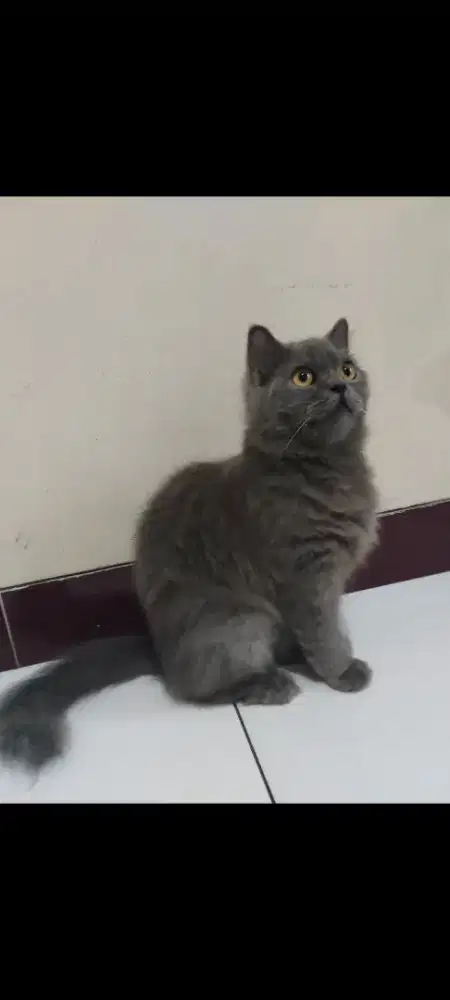 British Longhair usia 11 bln sudah siap kawin