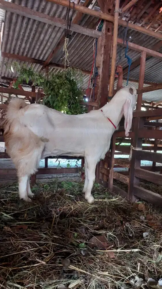 Kambing dan Domba Jantan dan Betina untuk Aqiqah, Qurban dan Pelihara