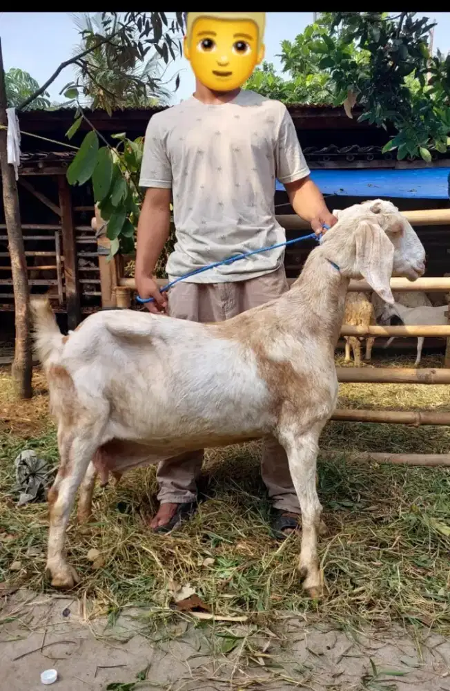 Kambing dan Domba Jantan dan Betina untuk Aqiqah, Qurban dan Pelihara