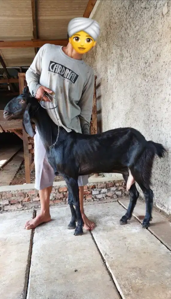 Kambing dan Domba Jantan dan Betina untuk Aqiqah, Qurban dan Pelihara