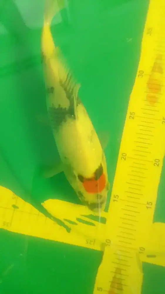 Ikan koi jenis Tancho Showa 33cm female