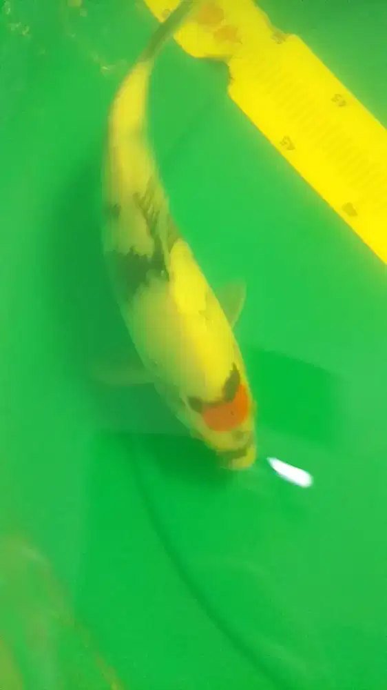 Ikan koi jenis Tancho Showa 33cm HQ