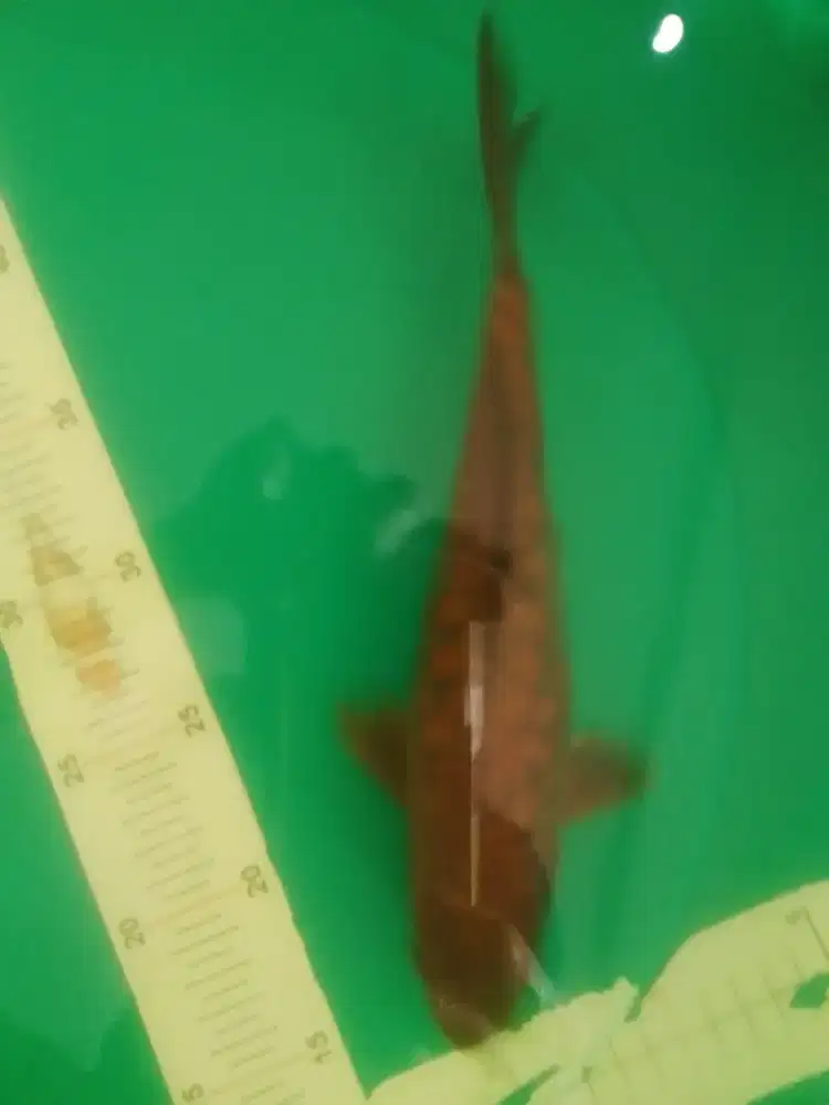 Ikan koi jenis Cagoi Doitsu Aragoke 32cm antik