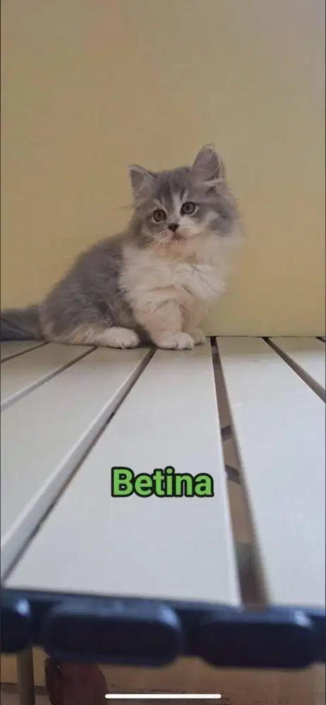 lepas adop munchkin (cebol)