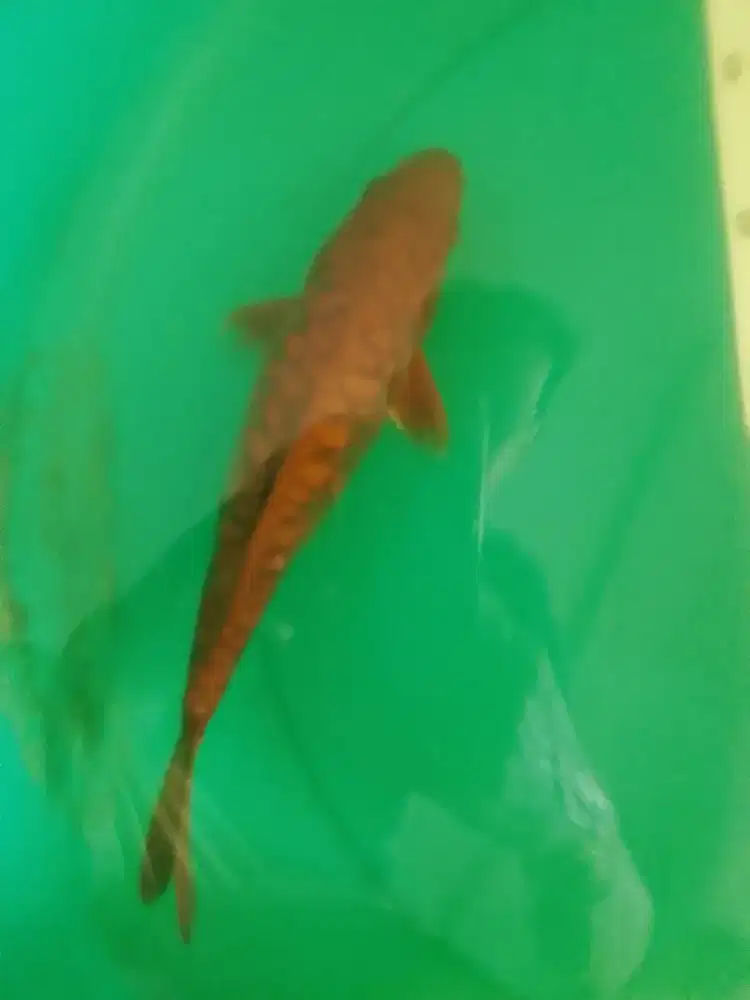 Ikan koi jenis Cagoi Doitsu Aragoke 32 cm antik