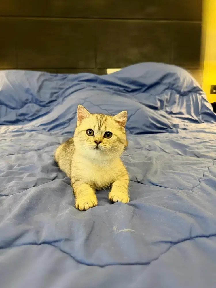 british shorthair bsh betina