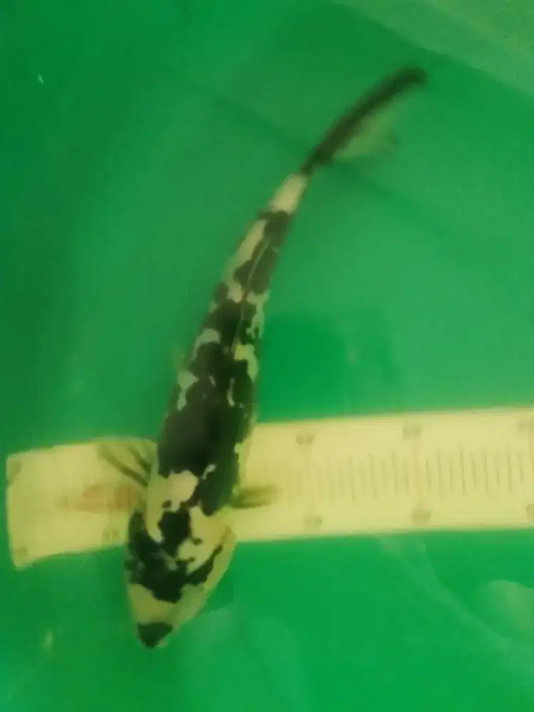 Ikan koi jenis Shiro Doitsu 27cm antik