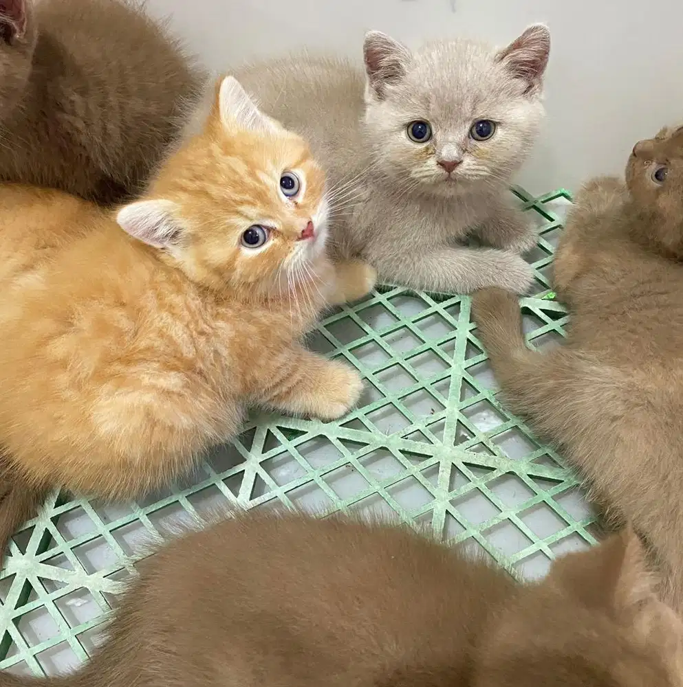 Kitten BSH British Shorthair Cinnamon Fawn Red