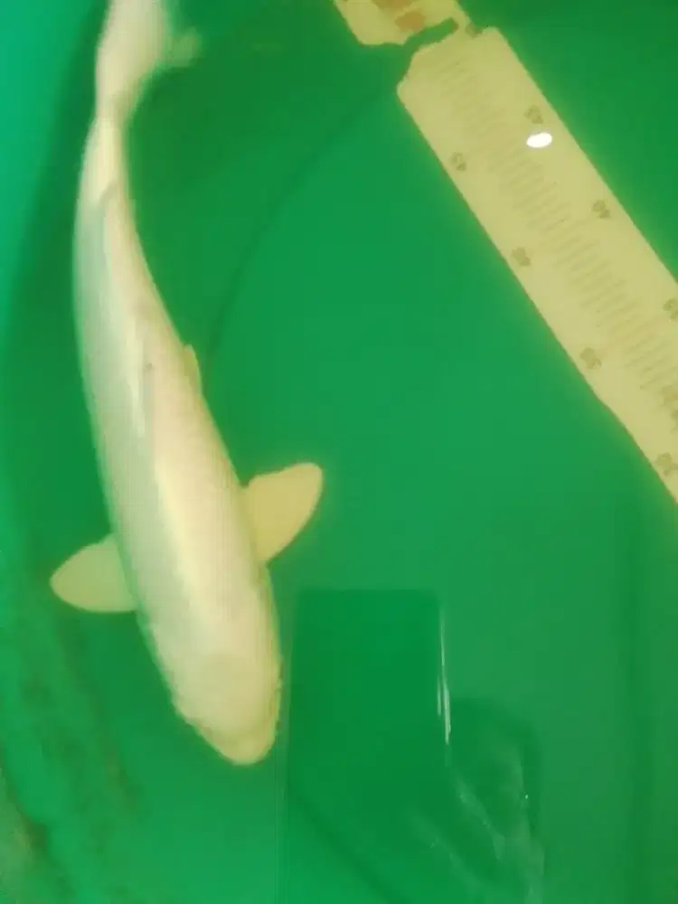 Ikan koi jenis Platinum 32cm warna silver