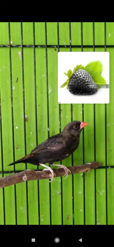 Burung strawberry Finch unik mutasi ke black