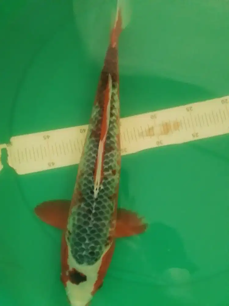 Ikan koi jenis Asagi 42cm male
