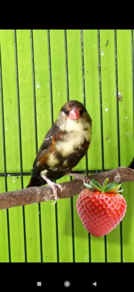 Burung strawberry Finch trotol mutasi ke merah