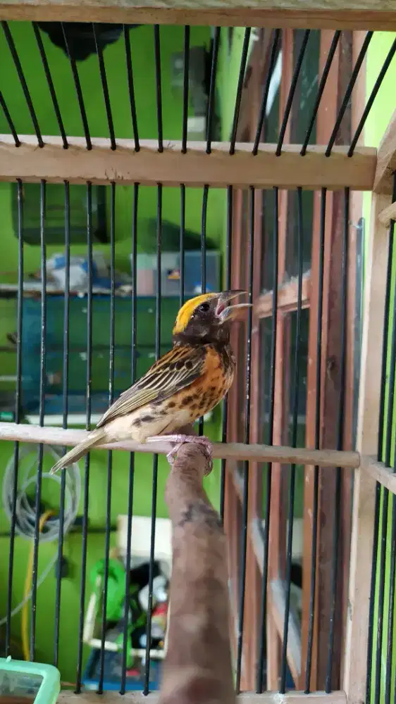 Burung manyar kepala mas