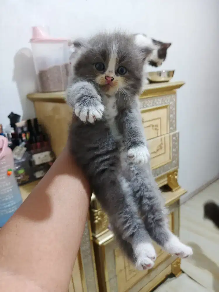Kucing flatnose abu putih Jantan