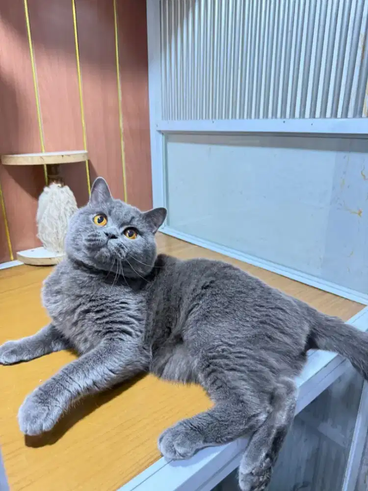 Kucing British shorthair wcf