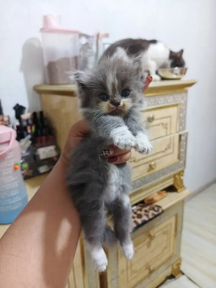 Kucing Persia flatnose abu putih jantan