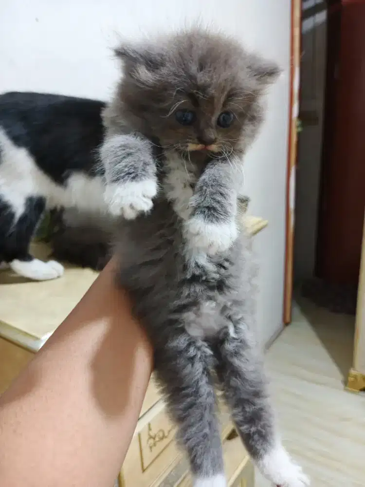 Kucing persia flatnose abu putih Betina