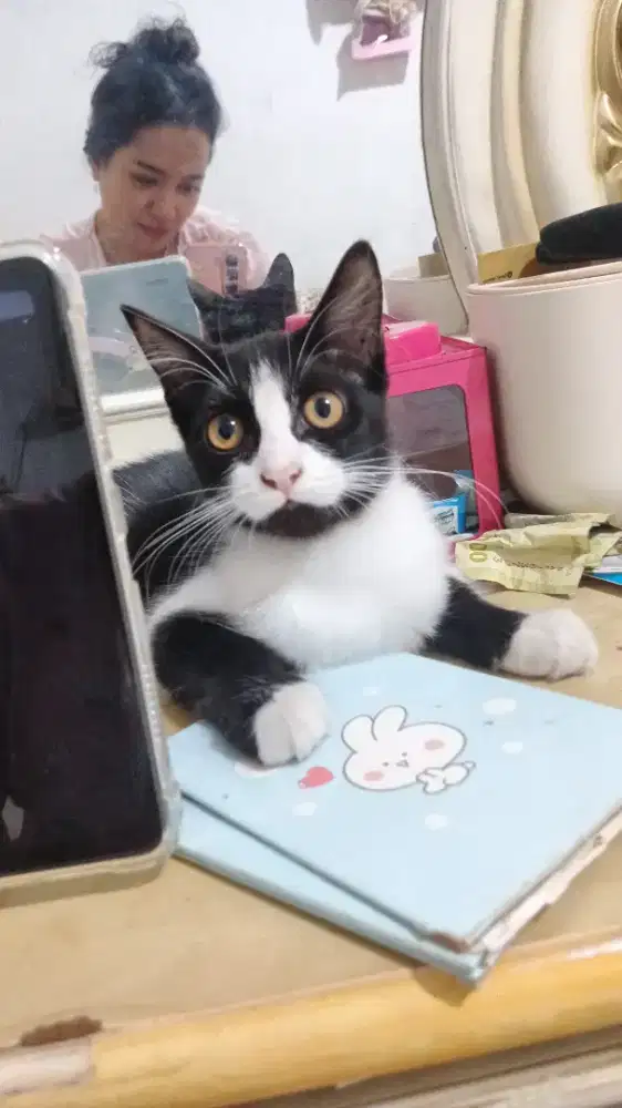 Kucing persia medium Betina 6bln