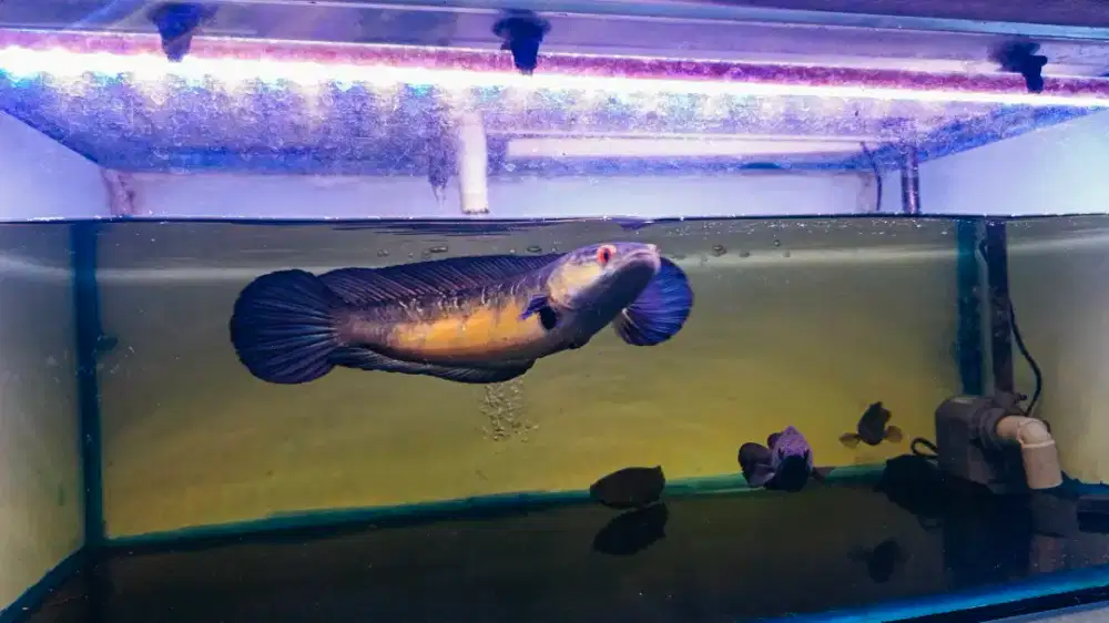 Channa maru red sampit